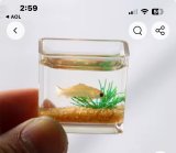 (image for) Aquarium with fish and plant