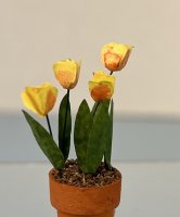 (image for) Yellow Tulips in Terracotta Pot