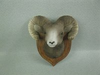 (image for) Mounted Ram's Head