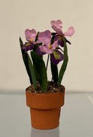 (image for) Three Purple Iris in Terracotta Pot