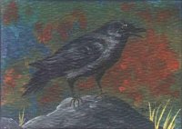 (image for) Crow/Raven on Rock