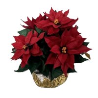 (image for) Potted Poinsettia Plant