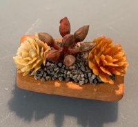 (image for) Succulents in Clay Pot