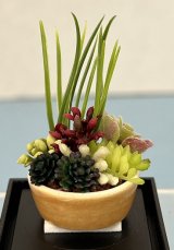 (image for) Succulents in Glazed Pot