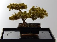 (image for) Posey Patch Bonsai