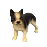 (image for) Bulldog, Boston