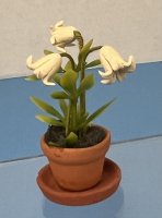 (image for) Pot with Saucer of White Lilies