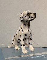 (image for) Dalmatian