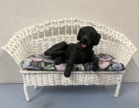 (image for) Wicker Settee with Black Lab Sitting on Cushion