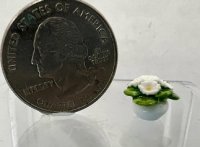 (image for) Tiny Porcelain Bowl of White Flowers