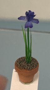 (image for) Purple Iris in Clay Pot