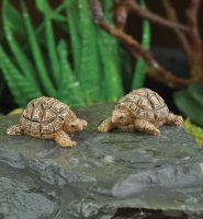 (image for) Mini Turtles