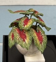 (image for) Potted Caladium