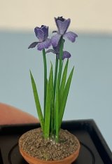 (image for) 3 Purple Iris in Clay Bowl