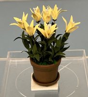 (image for) Asiatic Yellow Lilies in Aged Pot