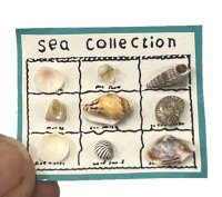 (image for) Shell Collection