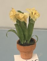 (image for) Daffodils in Clay Pot