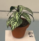 Fittonia Houseplant in Clay Pot (image for) Fittonia Houseplant in Clay Pot