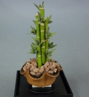 (image for) Lucky Bamboo Plant