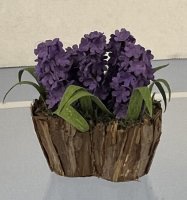 (image for) Hyacinths in a Wood Planter