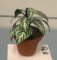 (image for) Fittonia Houseplant in Clay Pot