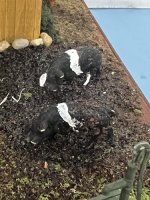 (image for) 1/48" Scale Sunflower Sue Pigs