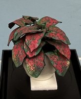 (image for) Potted Caladium