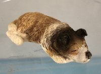 (image for) Sleeping Collie Dog