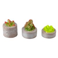 (image for) Succulents in Planters - 3 Pcs