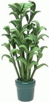 (image for) House Plant in green pot