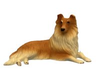 (image for) Large Collie