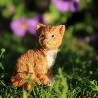 (image for) Buttercup the Kitten