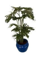 (image for) Potted Palm