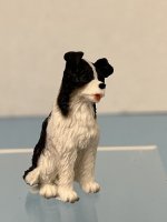 (image for) Border Collie