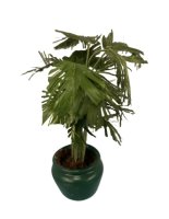 (image for) Potted Palm
