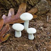 (image for) Mini Mushrooms - White (Set/3)