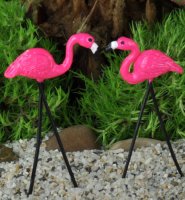 (image for) Flamingos