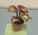 Caladiums in Clay Pot (image for) Caladiums in Clay Pot