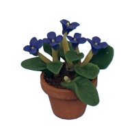 (image for) African Violet
