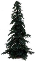 (image for) Spruce Tree