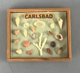 Carlsbad Sea Shell Collection display box