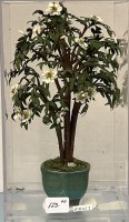 (image for) Potted Magnolia Tree