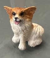 (image for) Papillon, Light Brown and White