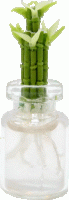 (image for) Lucky Bamboo in Glass Vase