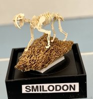 (image for) Smilodon