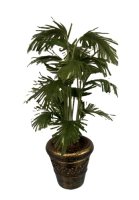 (image for) Parlor Palm in an Antiqued Pot