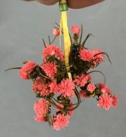 (image for) Strawflowers in Wicker Hanging Basket