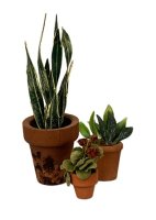 (image for) Three Potted Plants