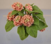 (image for) Pink Hydrangea Plants