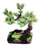 (image for) Bonsai Tree